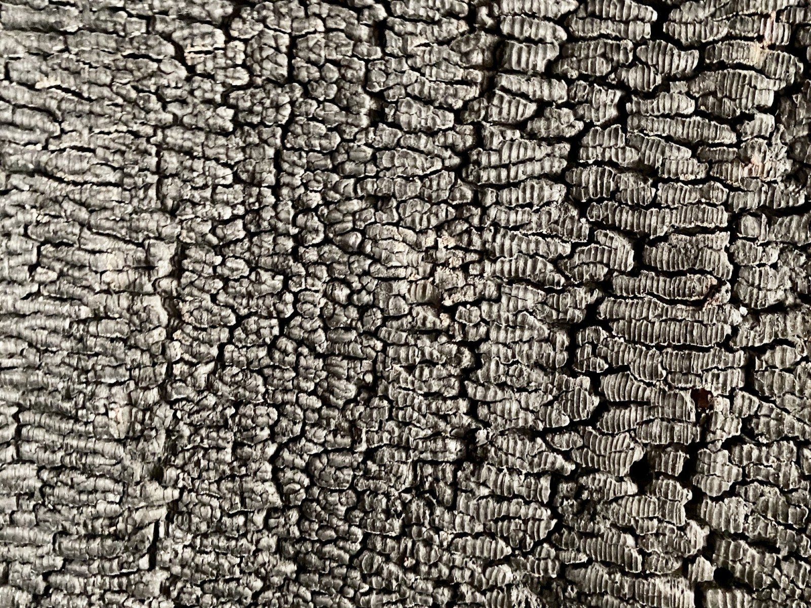 1. Rang; Eine Zukunft für den Rheinhof